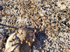 Oncosiphon pilulifer