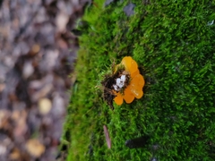 Agaricomycotina