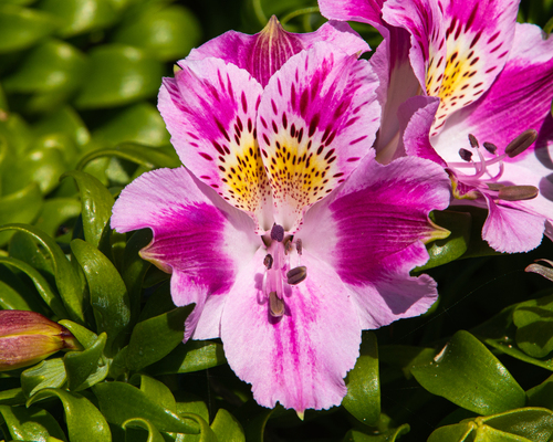 Alstroemeria pelegrina (Alstroemeria pelegrina)