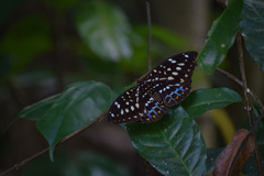 Lexias dirtea merguia