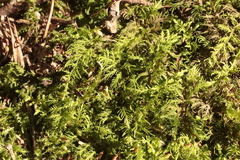 Thuidium tamariscinum