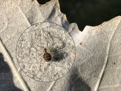Theridion varians