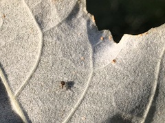 Theridion varians