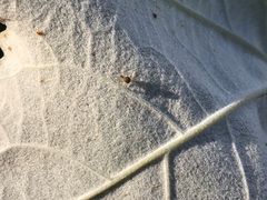 Theridion varians