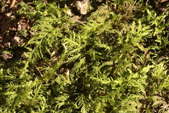 Thuidium tamariscinum