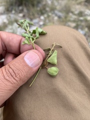 Aristolochia versabilifolia
