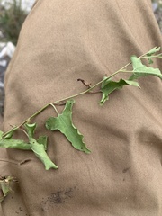 Aristolochia versabilifolia
