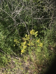Silphium compositum compositum