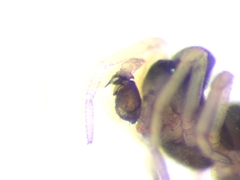 Parapelecopsis nemoralis