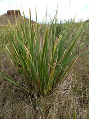 Iris lactea biglumis