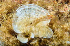 Tripterygion delaisi