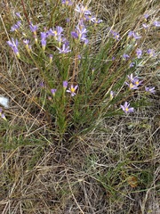 Galatella angustissima