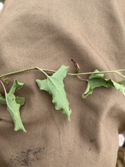 Aristolochia versabilifolia