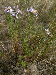 Galatella dahurica