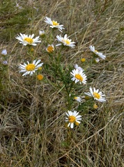 Aster biennis