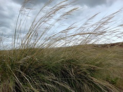 Stipa splendens