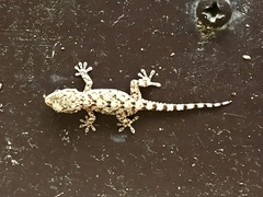 Tarentola mauritanica