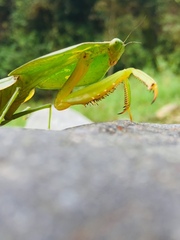 Choeradodis rhombicollis