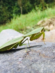 Choeradodis rhombicollis