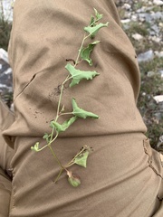 Aristolochia versabilifolia