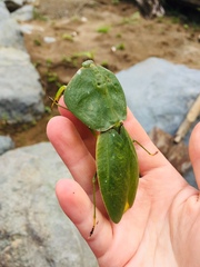 Choeradodis rhombicollis