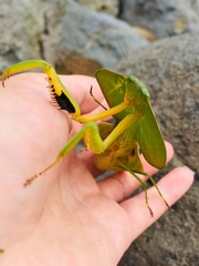 Choeradodis rhombicollis