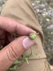 Aristolochia versabilifolia
