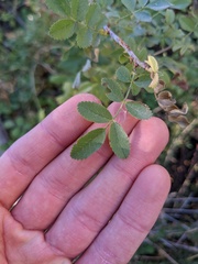 Rosa californica