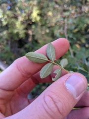 Rosa californica