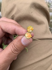 Aristolochia versabilifolia