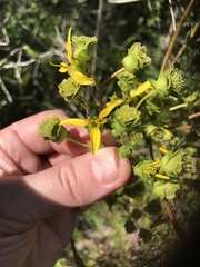 Silphium compositum compositum