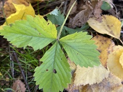 Fragaria moschata