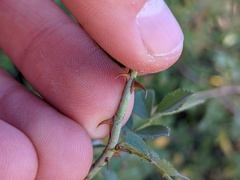 Rosa californica