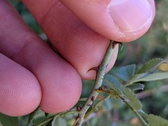 Rosa californica
