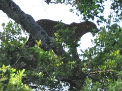 Panthera pardus kotiya