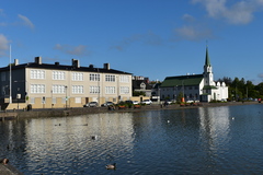 Larus fuscus
