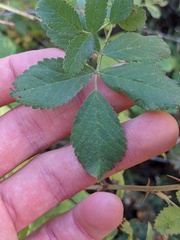 Rosa californica