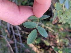 Rosa californica