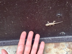 Tarentola mauritanica