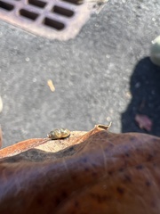 Cochlicopa lubrica