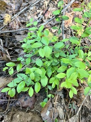 Vaccinium elliottii