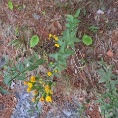 Hieracium umbellatum umbellatum