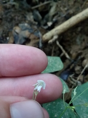 Hylodesmum pauciflorum