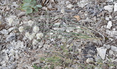 Allium marschalianum