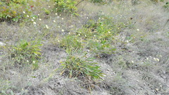 Cephalaria coriacea