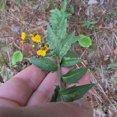 Hieracium umbellatum umbellatum
