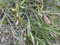 Cephalaria coriacea