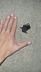 Pipistrellus javanicus