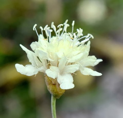 Cephalaria coriacea