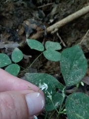 Hylodesmum pauciflorum
